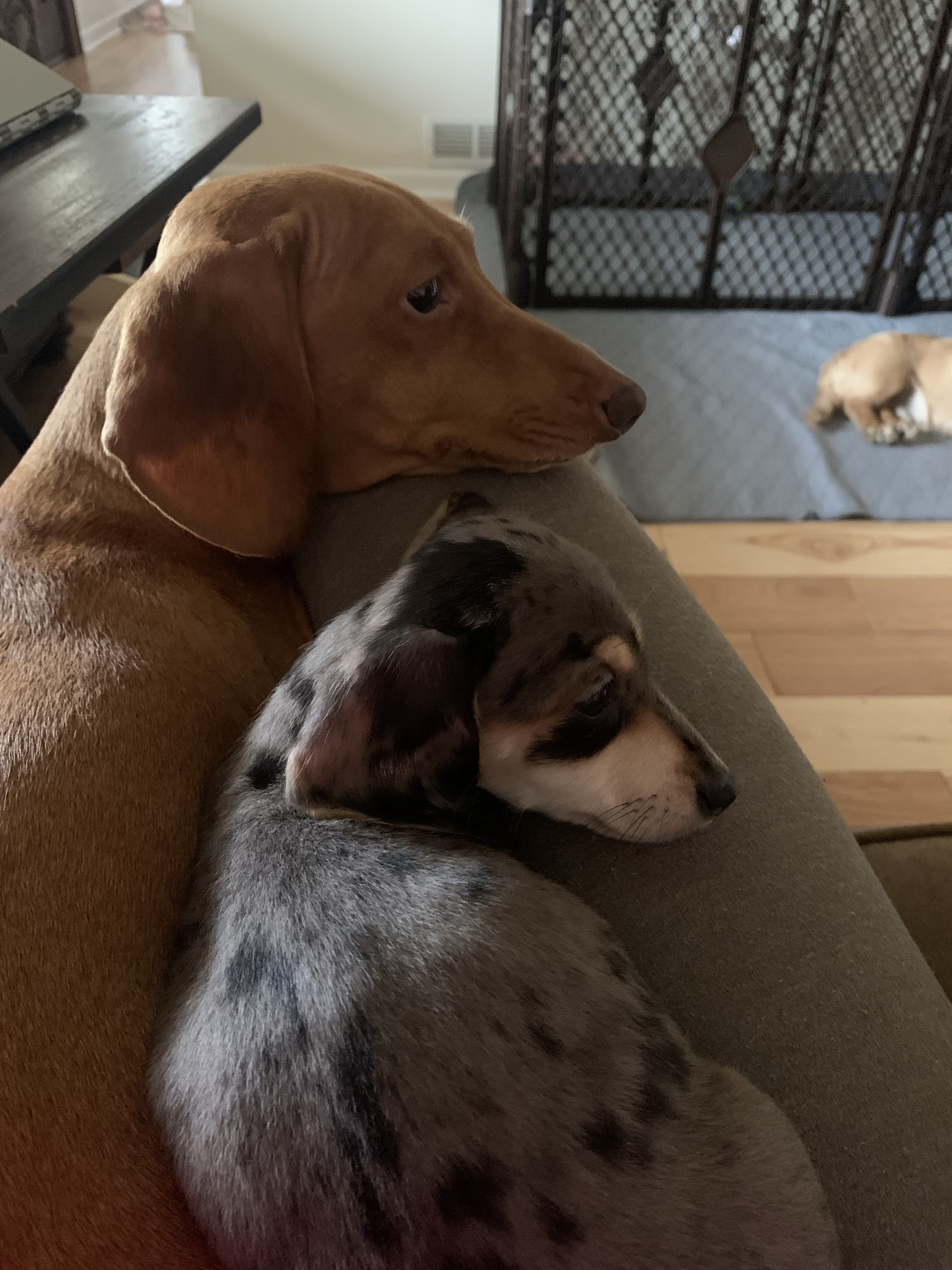 AKFourty Seven Farms in North Carolina | Dachshund puppies