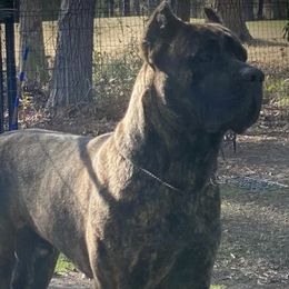 Cane Corso from Bearpaw
