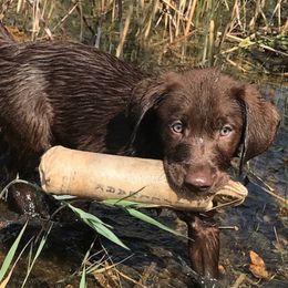 Golden Retrievers and Labrador Retrievers from Hunters Kennels