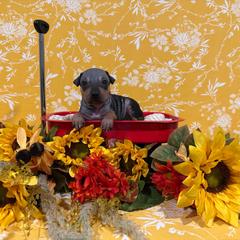Buzz - Black and tan male American Hairless Terrier puppy in Westland, Michigan from Lazuli Great Danes & Bare Necessities American Hairless Terriers