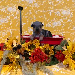 Buzz - Black and tan male American Hairless Terrier puppy in Westland, Michigan from Lazuli Great Danes & Bare Necessities American Hairless Terriers