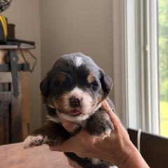 Black - Black rust and white male Bernese Mountain Dog puppy in Holland, New York from Must B Buffalo Berners