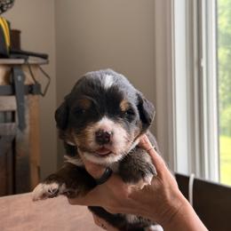 Black - Black rust and white male Bernese Mountain Dog puppy in Holland, New York from Must B Buffalo Berners