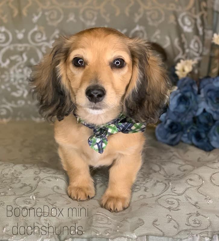 BooneDox Miniature Dachshunds in Oklahoma Dachshund puppies Good Dog