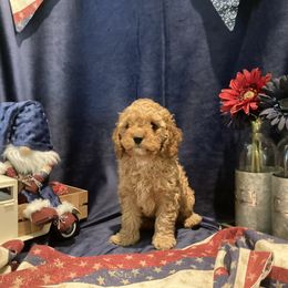 Koda Kai-Sassy - Red and white male Cockapoo puppy in Morgan Hill, California from Martin's Cockapoos