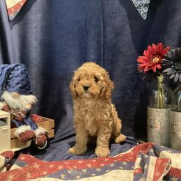 Koda Kai-Sassy - Red and white male Cockapoo puppy in Morgan Hill, California from Martin's Cockapoos