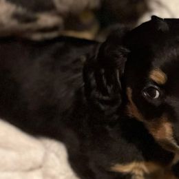 Dachshunds from Southern Belle Dachshunds