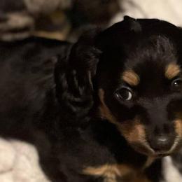 Dachshunds from Southern Belle Dachshunds