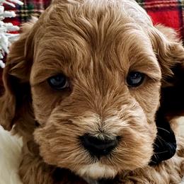 Cockapoos from Willow Lane Puppy
