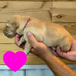 Eleanor (Dark Pink) - Golden female Golden Retriever puppy in Cadillac, Michigan from K & M Golden Retrievers