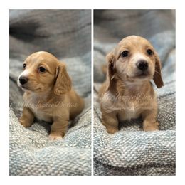 Dachshund Puppies from McJazzin Doxies