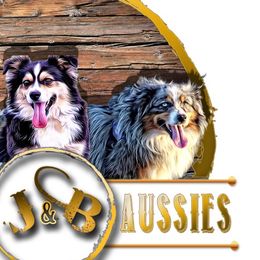 Miniature Australian Shepherds from J and B Mini Aussies