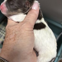 Boy 3 - male Havanese puppy in East Lansing, Michigan from VanCort's Happy Havanese