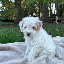 Saint - Cream male Cavapoo puppy in Gap, Pennsylvania from Luxe Cavapoo LLC