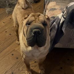 Bernie - Red male Chinese Shar-Pei puppy in Elkin, North Carolina from Martini Shar-Pei