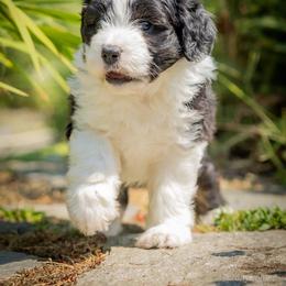 Snoopy - Black and white male Aussiedoodle puppy in Grants Pass, Oregon from Woodwind Miniatures