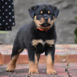 Ludwig - Black and mahogany male Rottweiler puppy in Catawissa, Pennsylvania from Sharp Ridge Rottweilers