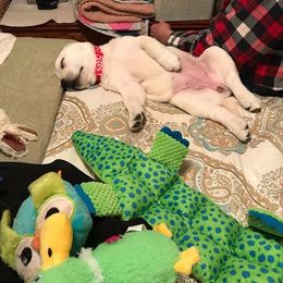 Labrador Retriever Puppies from Island branch white labs