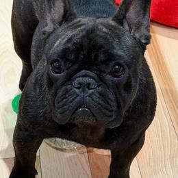 French Bulldog puppies from Wynning Frenchies