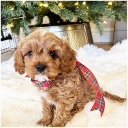 Cavapoo Puppies from Timpview Cavapoos