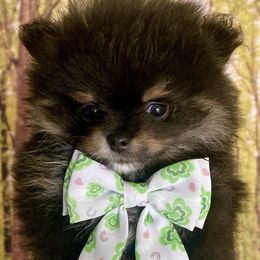 Freddie - Black and tan Pomeranian puppy in Redding, California from Yates Pomeranians