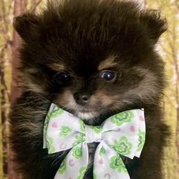 Freddie - Black and tan Pomeranian puppy in Redding, California from Yates Pomeranians