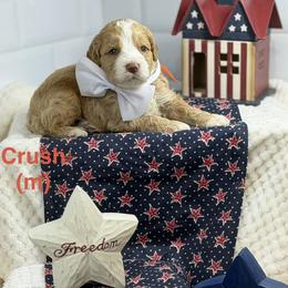 Crush - Apricot male Australian Labradoodle puppy in Citrus Heights, California from Elite Blend Labradoodles