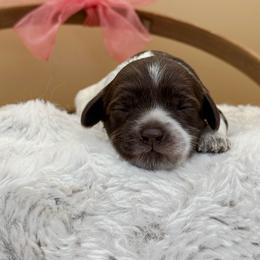 Noelle - Chocolate female Australian Labradoodle puppy in Anderson, California from Shaggy Doodles