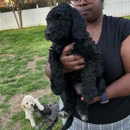 Juliet - Black female Goldendoodle puppy in Simpsonville, South Carolina from D & D Golden Doodles, LLC