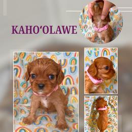 Kaho'olawe - Ruby female Cavalier King Charles Spaniel puppy in Kapaa, Hawaii from Hanai Cavaliers