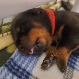 Boy 2 - Black and mahogany male Rottweiler puppy in Athol, Idaho from Vom Corvinus Haus Rottweilers