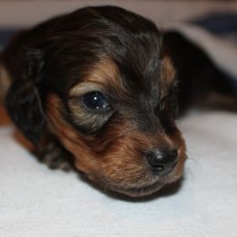 Shaded Red Boy 1 - Red male Dachshund puppy in Arcadia, Florida from JB Dachshunds
