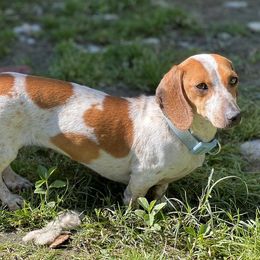 Dachshunds, French Bulldogs, Miniature Schnauzers, and Shih Tzus from 4J's Cajun Kennels
