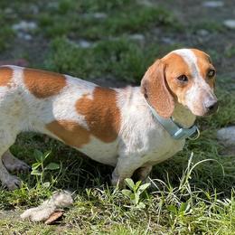 Dachshunds, French Bulldogs, Miniature Schnauzers, and Shih Tzus from 4J's Cajun Kennels