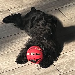 Candy - Miniature Schnauzer