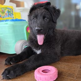 Domino  (pink girl) - Shiloh Shepherd puppy from Stunning Shiloh Shepherds