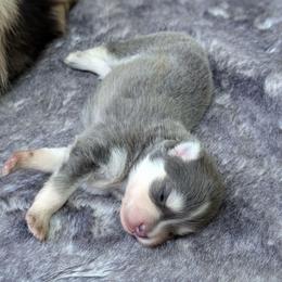 Dante - Male - Blue male Pomsky puppy in Hurleyville, New York from My Crazy Pomskys