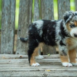 Moana - Blue merle female Miniature American Shepherd puppy in Niles, Michigan from Impression Dogs