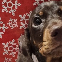 Dachshunds from Dachhalla Dachshunds