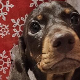Dachshunds from Dachhalla Dachshunds
