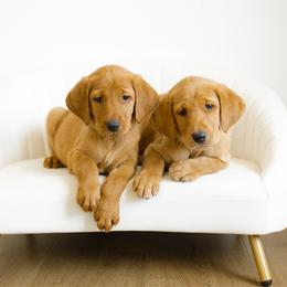 Moira - Yellow female Labrador Retriever puppy in Allons, Tennessee from UC Labradors LLC