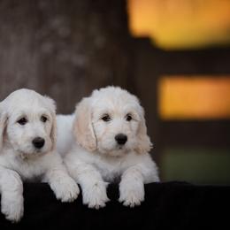 Bernedoodle and Goldendoodle Puppies from White Oak Doodles