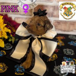 Pink Girl - Merle female Shihpoo puppy in Rockledge, Florida from Stormie's Doodles
