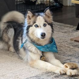 Millie King - Black and white female Siberian Husky puppy in Kennesaw, Georgia from King Husky Puppies