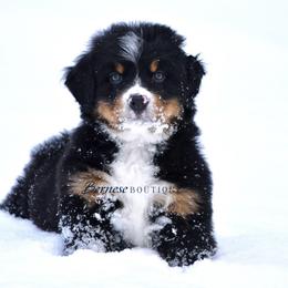 Yellow girl - Black rust and white female Bernese Mountain Dog puppy in Waukesha, Wisconsin from Bernese Boutique