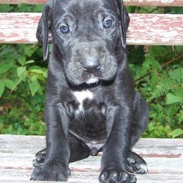 Great Danes from Majestic Merles of Maine