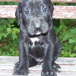 Great Danes from Majestic Merles of Maine