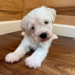 Archie - White male Miniature Schnauzer puppy in Auburn, Georgia from Very Special Mini Schnauzers