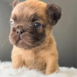 Woody - Fawn male French Bulldog puppy in Porter, Texas from Whatabulldog