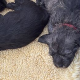 Glen of Imaal Terrier Puppies from Jake's Kennels